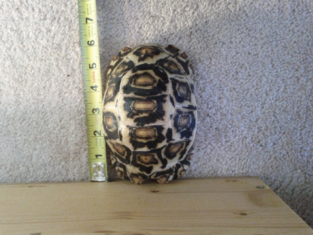 leopard pyramiding tortoise inch