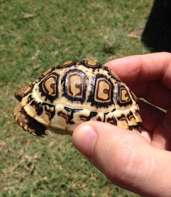 Tortoise Whitey 42014