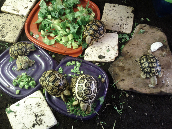 balanced leopard tortoise diet