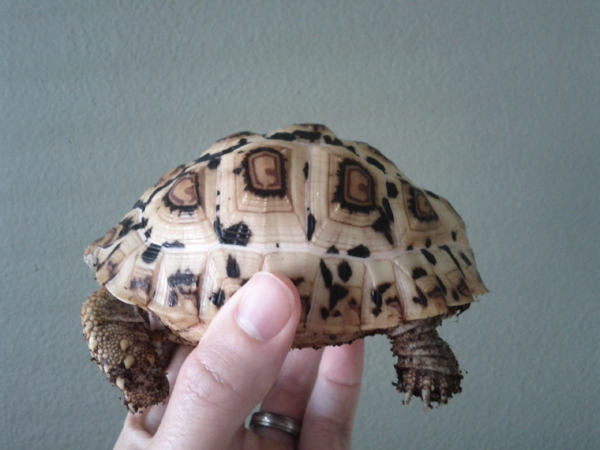 Tortoise Whitey 73115