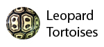 Leopard Tortoises