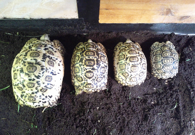 Leopard Tortoise Growth Rates Leopard Tortoises,Fettucini Vs Linguini