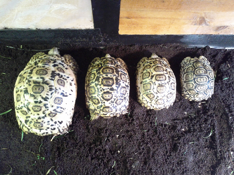 South African leopard tortoise line up