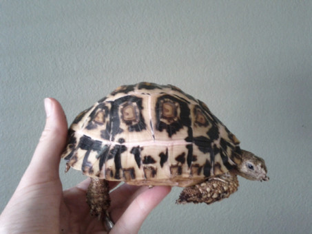 Leopard Tortoise Pyramiding and How to Prevent it.