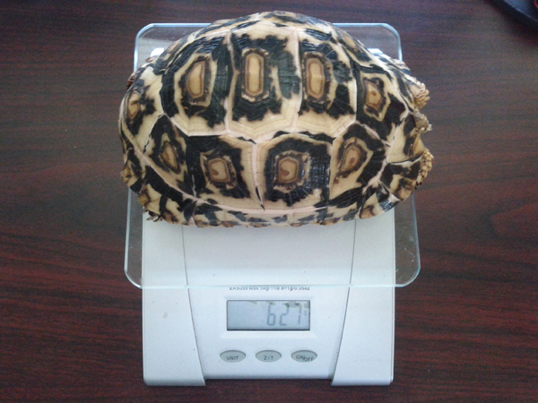 Smooth Leopard tortoise at 13 months old