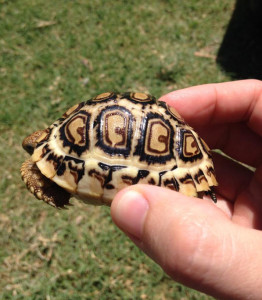 Leopard Tortoise Pyramiding and How to Prevent it.