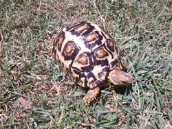 leopard tortoise profile body