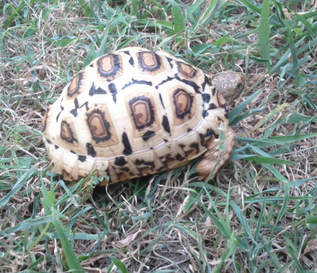 Leopard Tortoise Profile - Leopard Tortoises