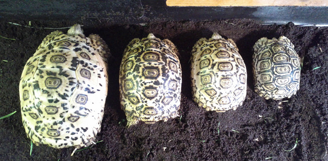 Leopard Tortoise Growth Rates